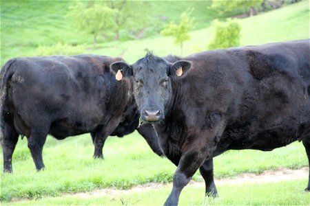 2 Black Cows in Green Grass Field photo