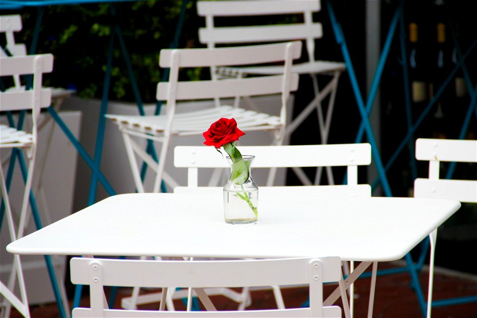 Red Rose in Vase on White Table