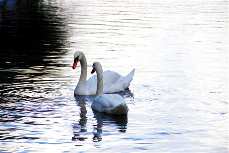 2 Swans Swimming in Lake
