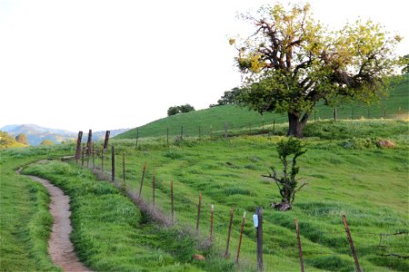 Path Along Fence on Rolling Grass Hills photo