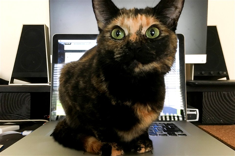 Cat Sitting on Macbook Laptop Computer photo