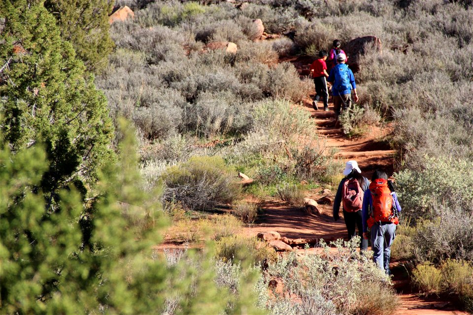 People Walking on Trail Through Brush