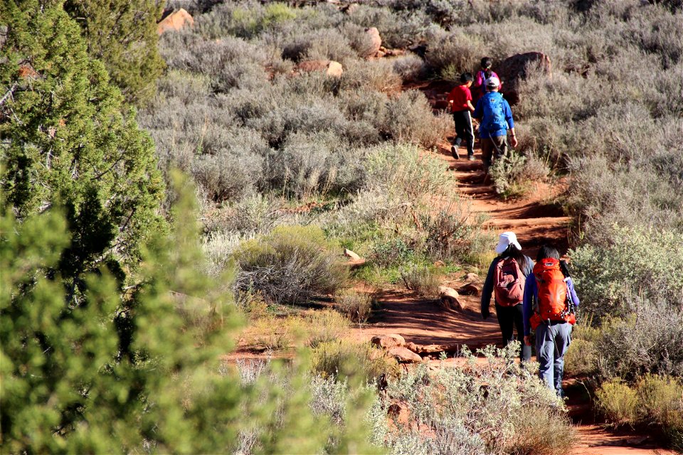 People Walking on Trail Through Brush photo