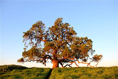 Large Oak Tree on Field of Grass photo