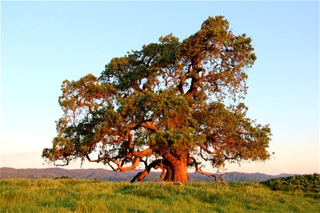 Large Oak Tree in Field of Grass photo