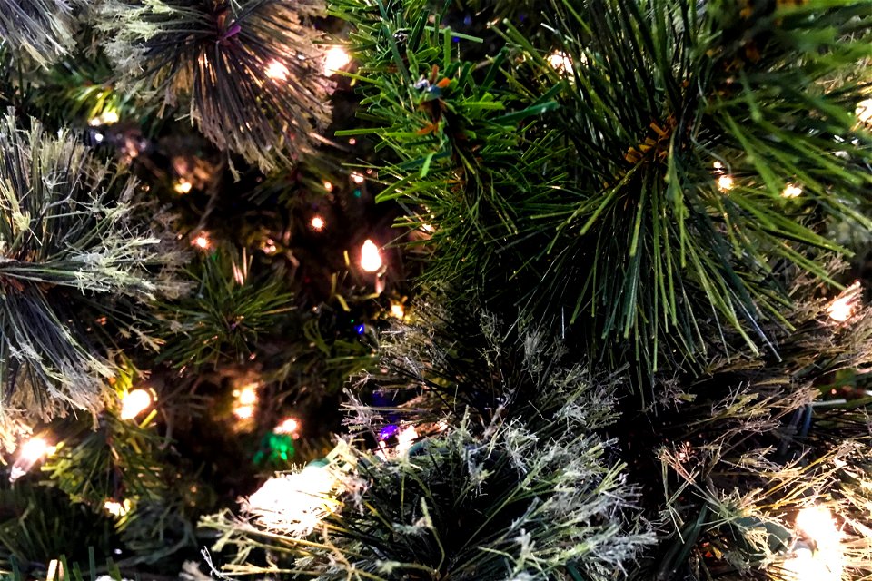 Close Up of Christmas Tree Branches & Lights