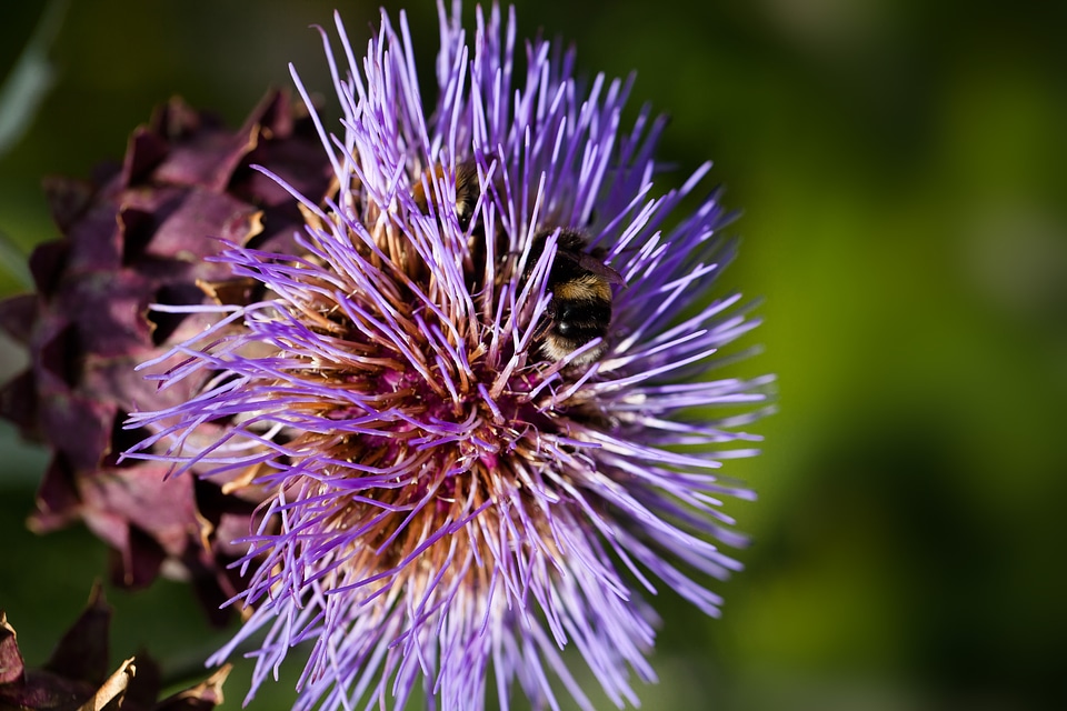 Flower purple cynara cardunculus photo