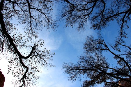 Dry Bare Tree Branches in the Sky photo