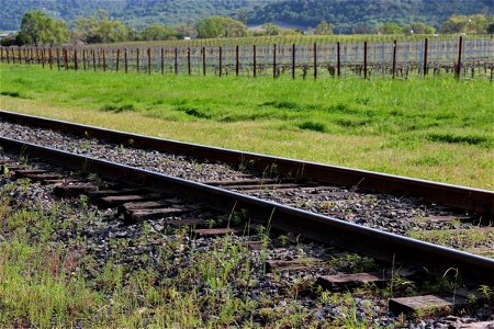 Train Tracks by Vineyards photo