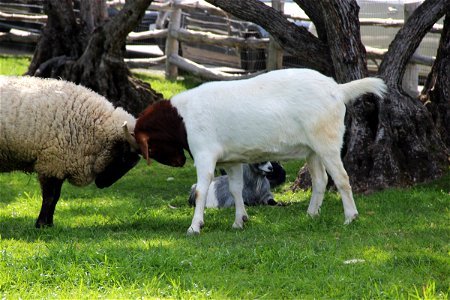 Sheep & Goat Butting Heads photo