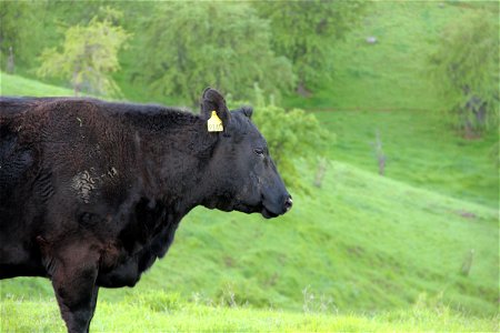 Black Cow with Ear Tag photo