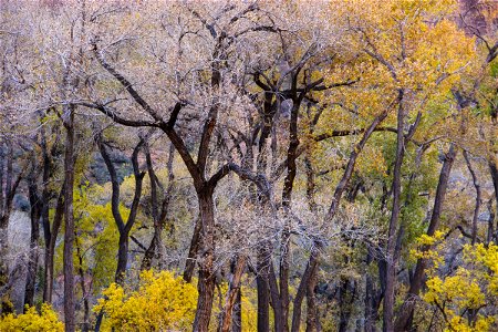 Dry Trees with Yellow Leaves photo