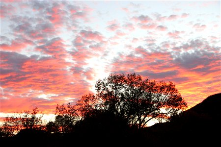 Silhouette of Trees on Sunset Clouds photo