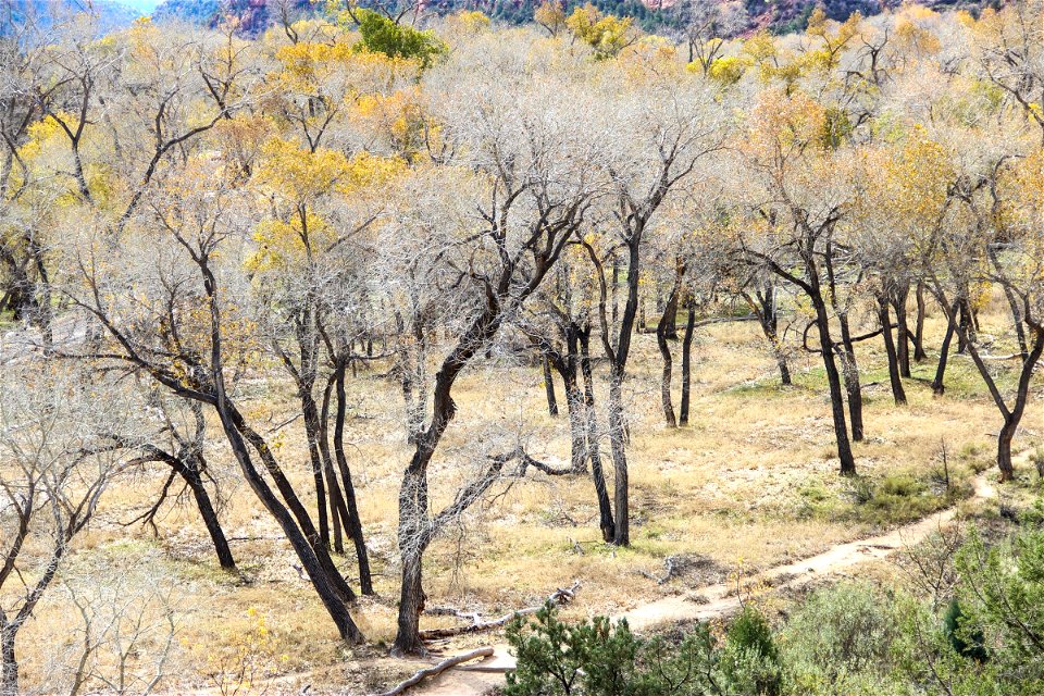 Dry Trees with Dark Trunks & White Branches