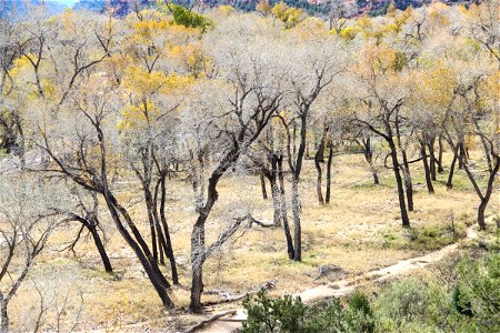 Dry Trees with Dark Trunks & White Branches photo