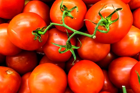 Pile of Tomatoes on Vine photo