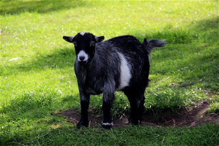 Black Baby Goat Standing on Grass photo