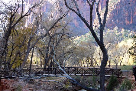 Bridge Through Dry Trees photo