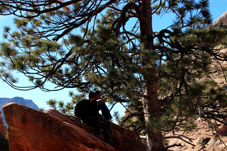 2 Guys on Rock Under Pine Tree photo