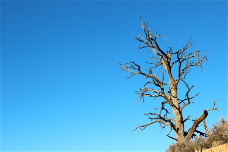 Dead Tree Under Clear Blue Sky photo