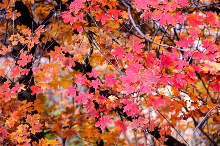 Red Maple Leaves on Trees photo