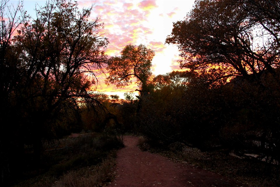 Trees & Shrubs Under Orange Clouds