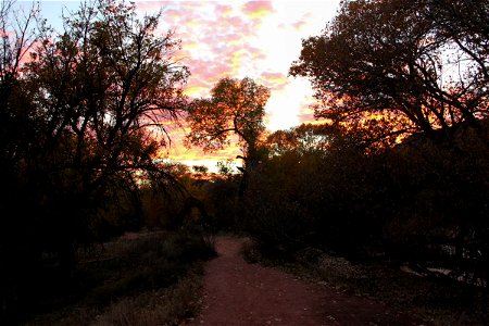 Trees & Shrubs Under Orange Clouds photo