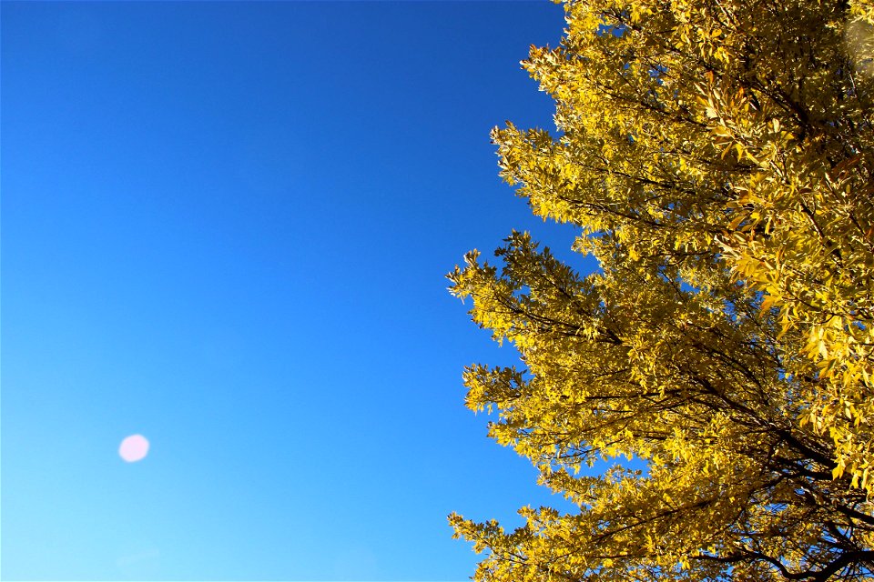 Yellow Leaves on Tree Under Clear Blue Sky photo