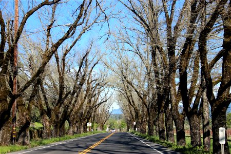 Road Through Rows of Bare Trees photo