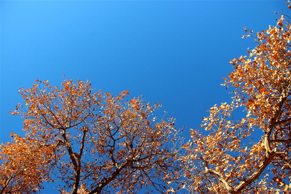 Golden Brown Leaves in Blue Sky photo