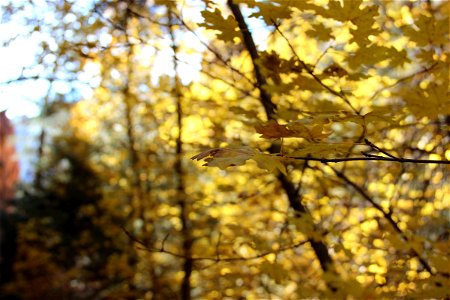 Bokeh of Yellow Leaves on Tree photo