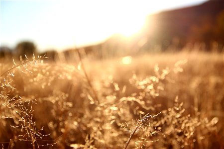 Sun Shining Through Dry Grass photo