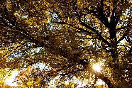 Sun Shining Through Tree Branches with Yellow Leaves photo