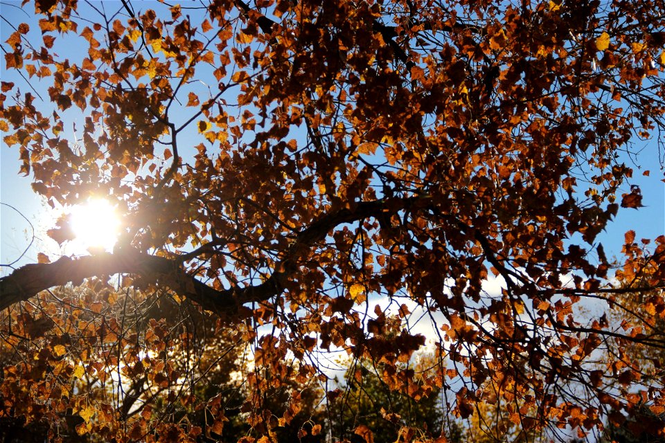Sun Shining Through Tree with Orange Leaves photo