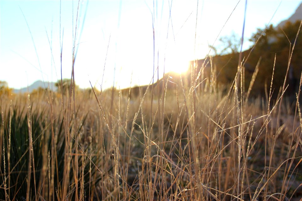 Sun Shining Through Yellow Grass