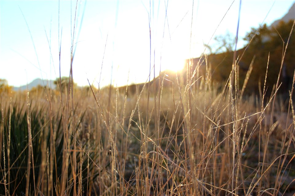 Sun Shining Through Yellow Grass photo