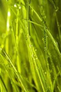 Wet grass photo