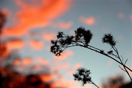 Silhouette of Dandelions in Sunset Sky photo