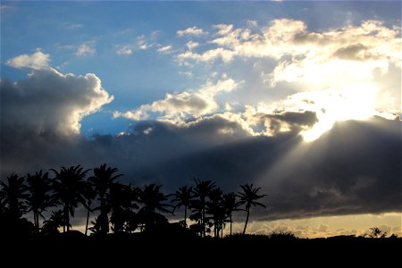 Sun Shining Through Clouds on Line of Palm Trees photo