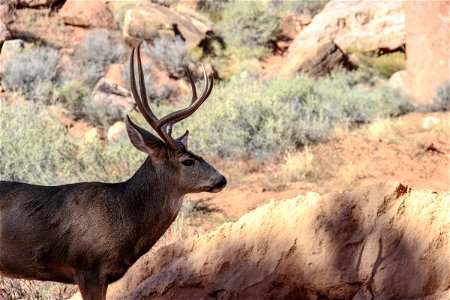 Male Deer in Front of Rocks & Bushes photo