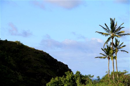 Palm Trees Next to Hill photo