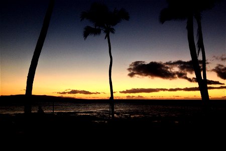 Silhouette of Palm Trees & Ocean at Sunset