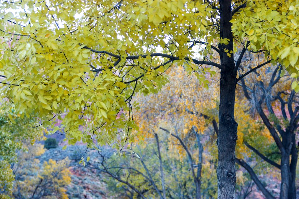 Trees with Yellow & Orange Leaves photo