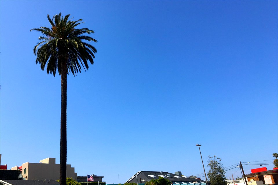 Palm Tree in Blue Sky photo