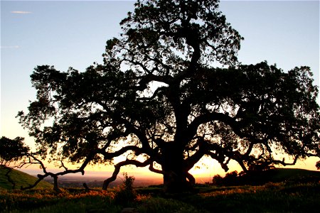 Silhouette of Oak Tree at Sunrise photo