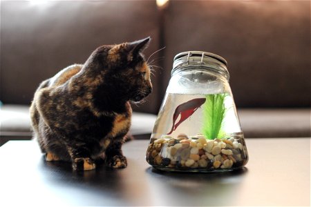 Cat Looking at Betta Fish in Bowl photo