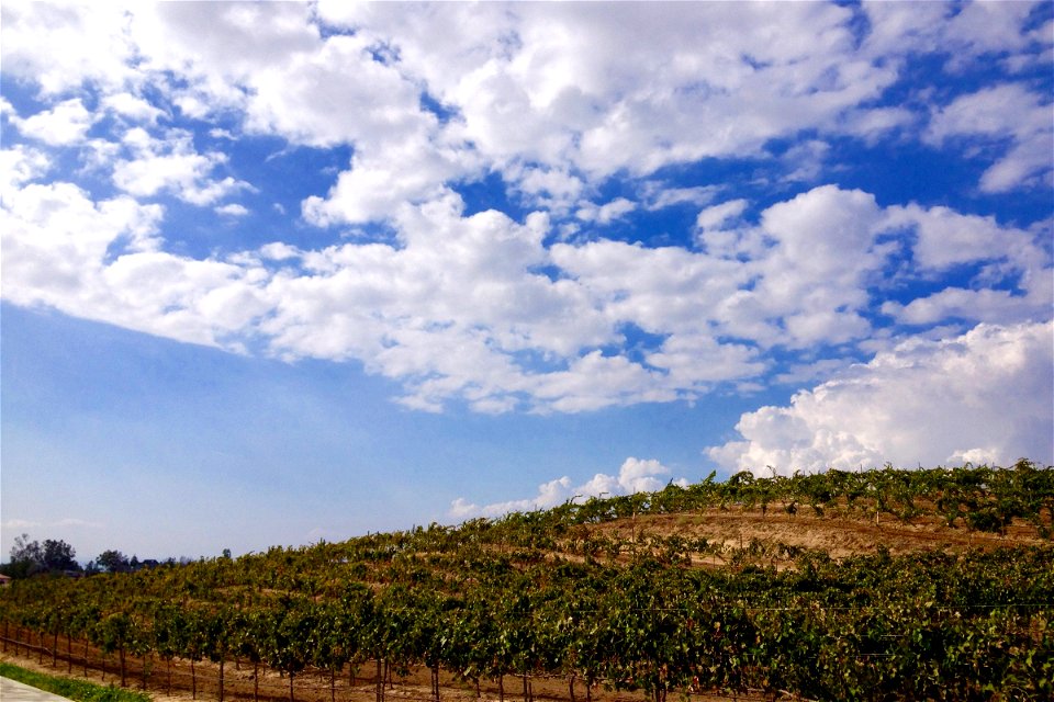 Vineyard on Hill Under Clouds photo