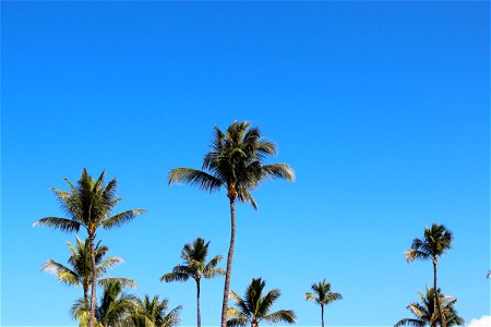 Tops of Palm Trees on Clear Blue Sky photo