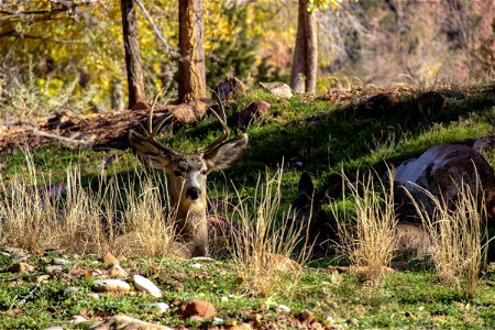 Deer Sitting in Forest