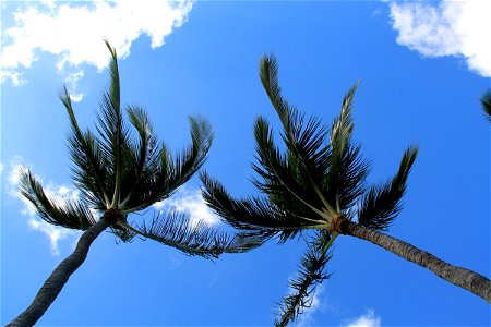 2 Palm Trees Under Sky in the Wind photo